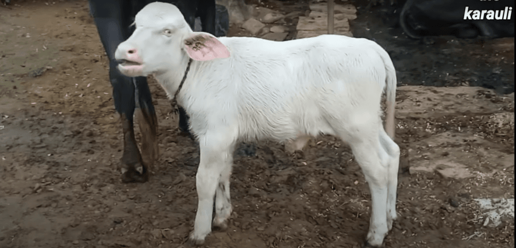 buffalo gave birth to a white baby in karauli